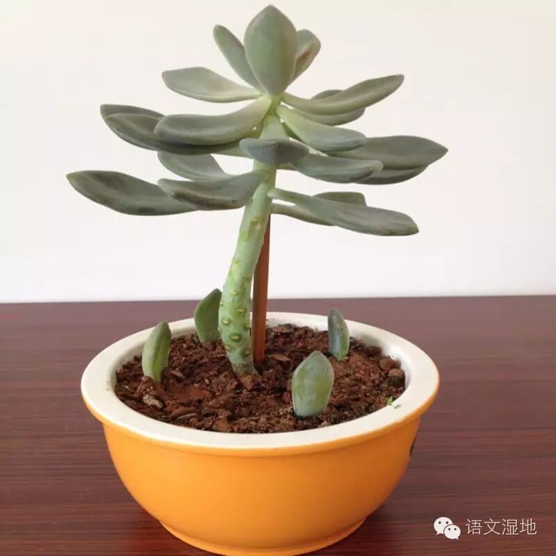 【湿地随笔】孩子们，我愿天天收到这样的礼物