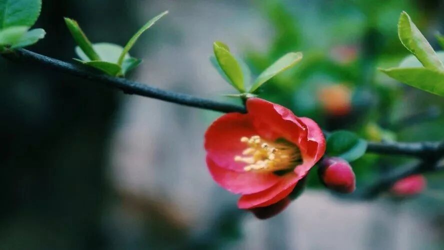 第1554季【湿地秦风】：七下第一单元《写出人物的精神》教学过程