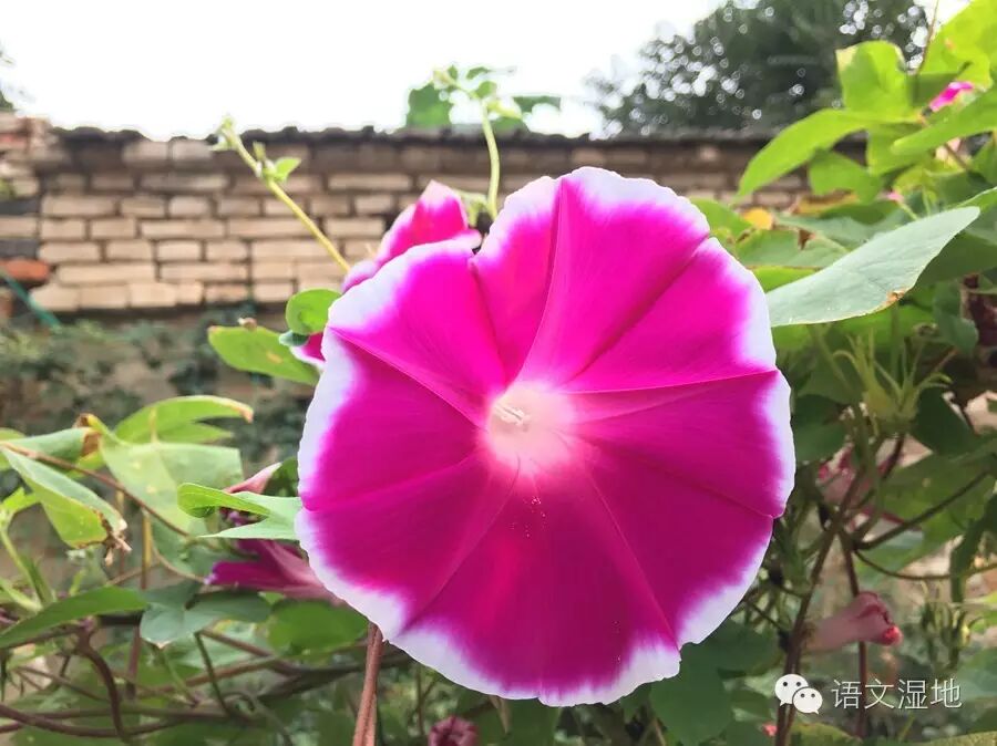 【湿地作文】为了让学生抒情有真意，我这样点拨（案例篇）