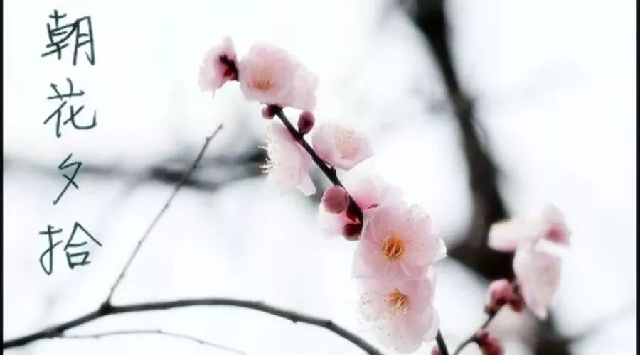 第1473季【青春课堂】部编版新教材七（上）《朝花夕拾》读中指导课《撷朵朵朝花，悟缕缕情思》