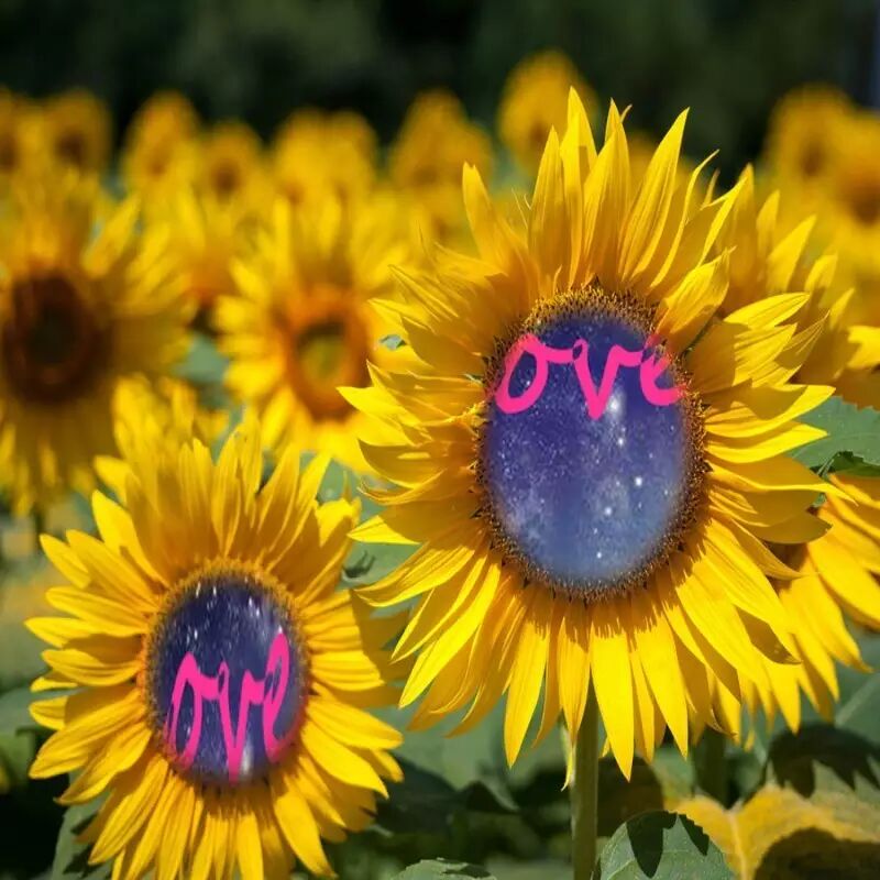 【湿地淮语】爱要陪伴，静候花开