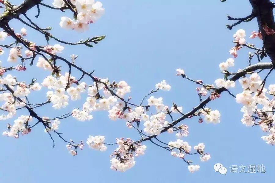第1016季【湿地阅读】语文阅读中，结构导图如何运用？