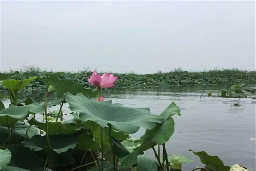 第1339季【湿地@豫见】徐水有约：为什么我的眼里常含泪水？
