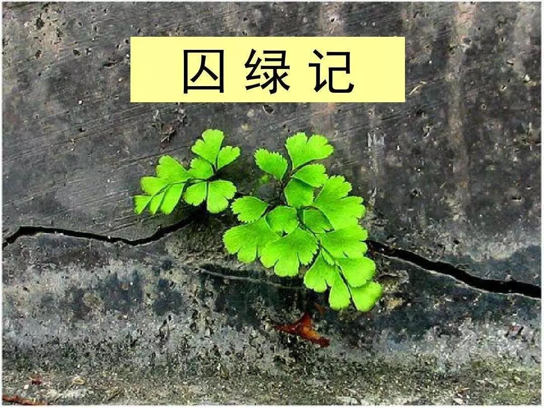 【湿地写作】冯培妮：《囚绿记》课本诗创作手记