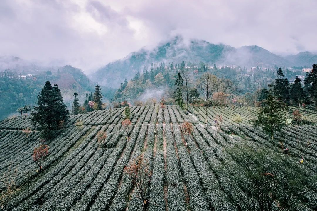 雪与茶的交融