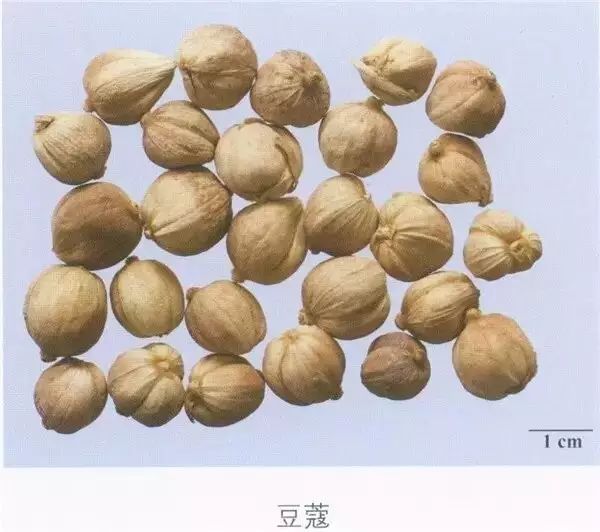 来源本品为姜科植物白豆蔻或爪哇白豆蔻的干燥成熟果实.