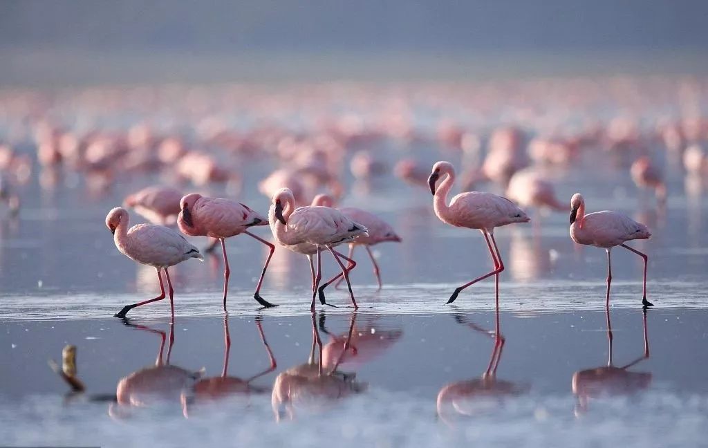 火烈鸟,一种粉红色的狂野  图/视觉中国
