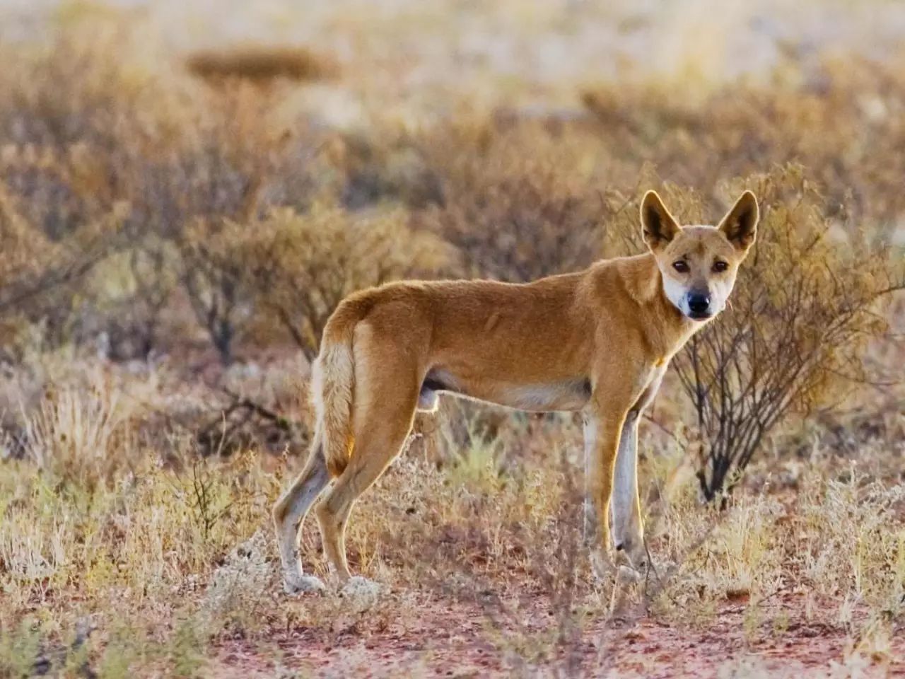 澳洲野狗--生態系統守護者 - GetIt01