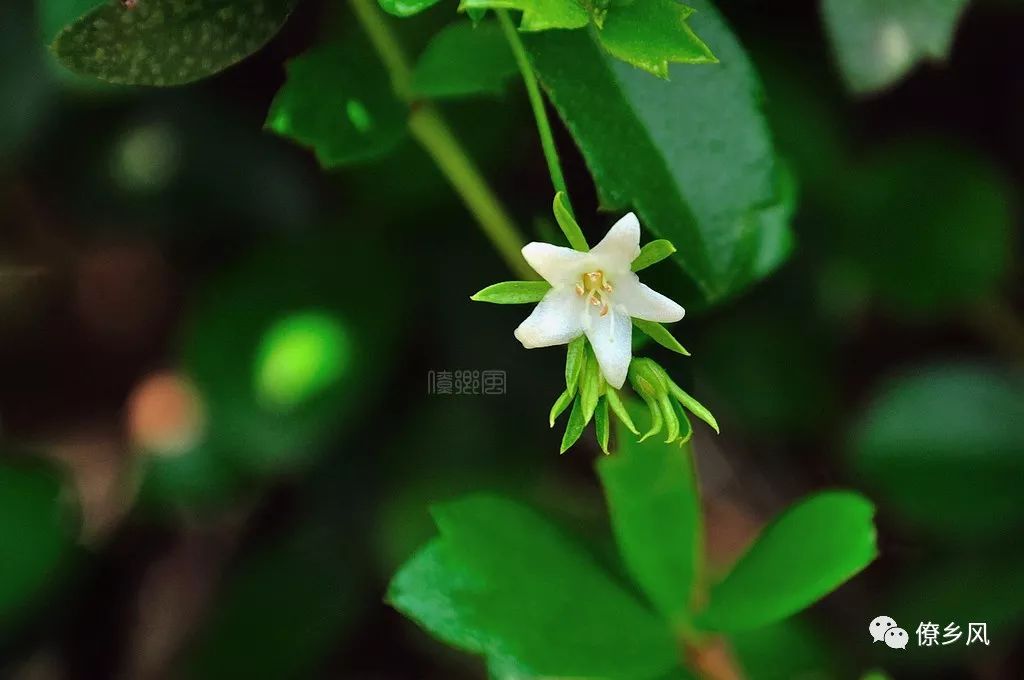 迫水龙,大猫儿眼,黄花大戟,黄芽大戟,千层塔,搜山虎,穿山虎,猫眼草