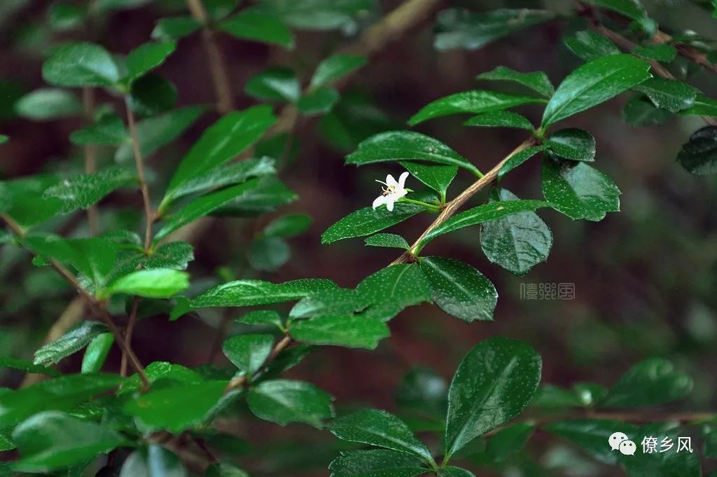 一枝香,迫水龙,大猫儿眼,黄花大戟,黄芽大戟,千层塔,搜山虎,穿山虎