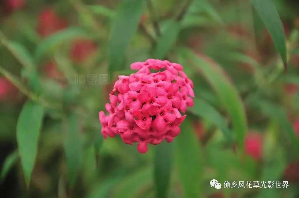 海量图片带你认识各种奇花异草(第一期)