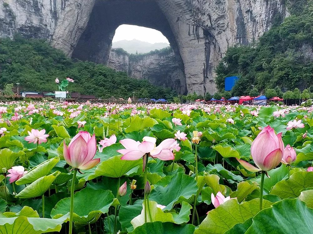 缓下 就进入洞的幽深处,面积较狭小 洞壁间隔会越来越宽 清虚洞外面