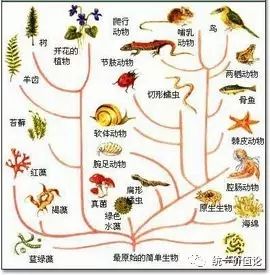 从简单到复杂逐渐进化而来的,这就是"生物进化论";动物的生存与发展