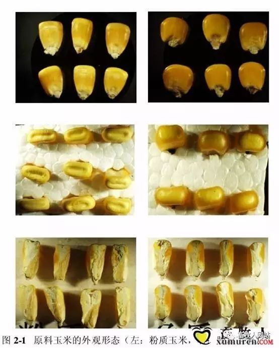 corn:颗粒较软,呈马齿形,淀粉含量较胶质玉米高,粉质胚乳细胞大,淀粉