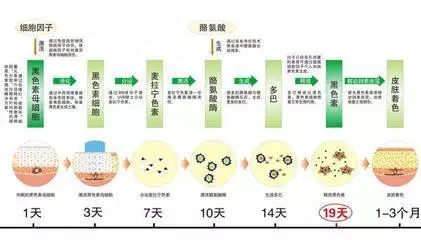 2. 可以阻断黑色素生成