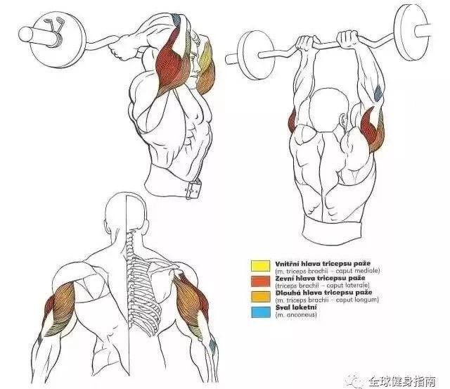 no.   杠铃颈后臂屈伸