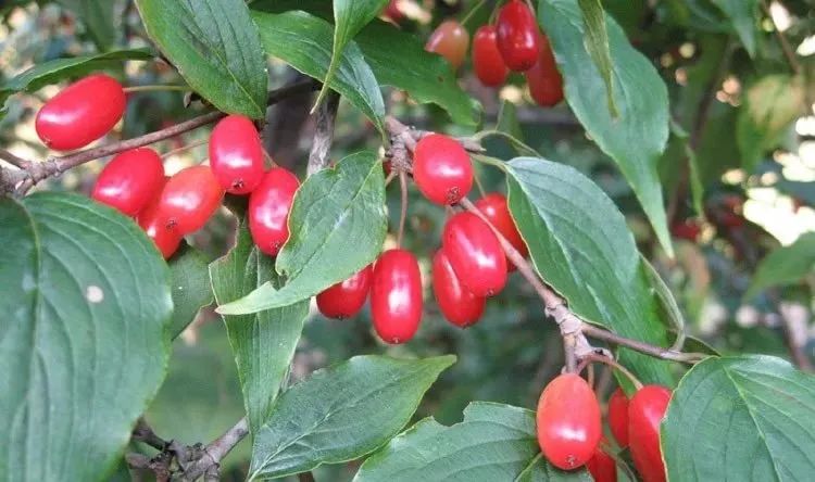 遍插茱萸少一人中的茱萸是什么