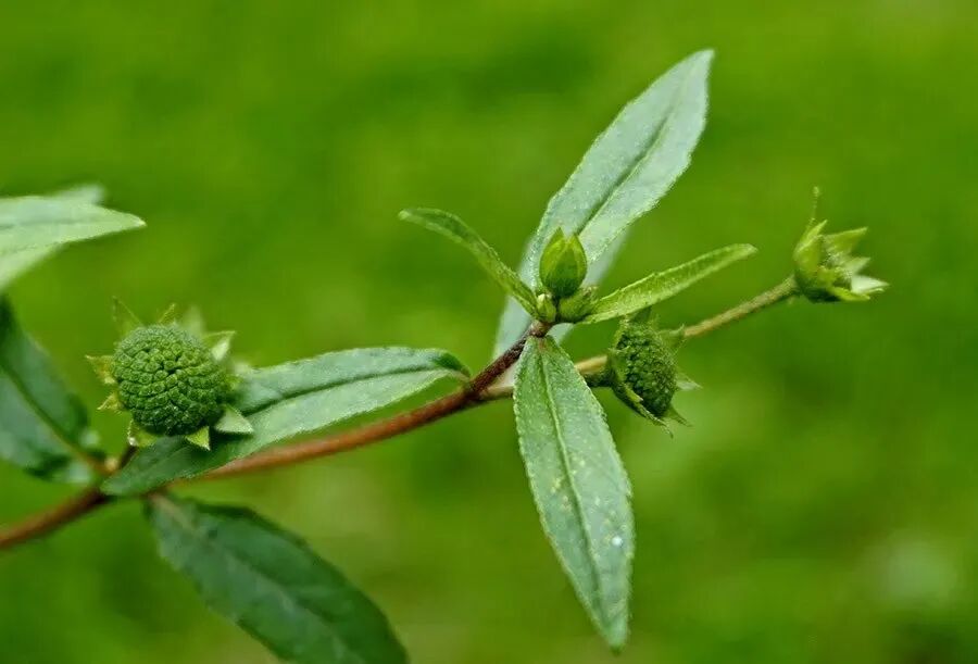 旱莲草,金陵草,墨头草,黑口草,墨烟草,莲子草,猢孙头,猪牙草,墨菜等