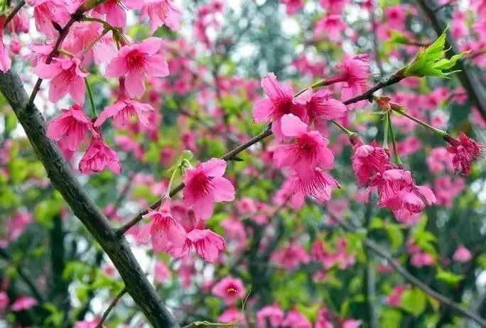 高山间的樱花林 南沙黄山鲁森林公园〉