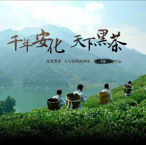 徐千雅《你来得正是时候》 吟唱茶香深处的黑茶故乡