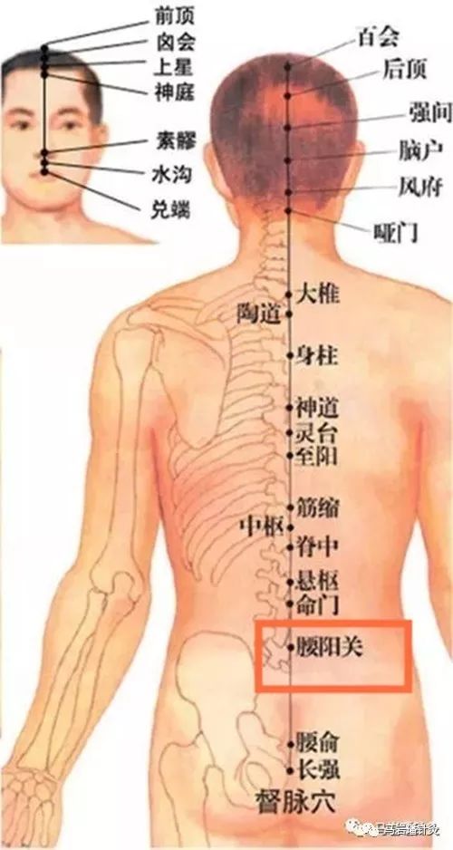 跟我学针灸——361日每日学1穴(第三督脉腰阳关穴)