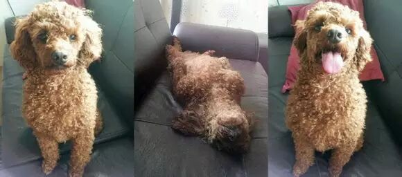 金钟仁×萌古、赞儿、赞古