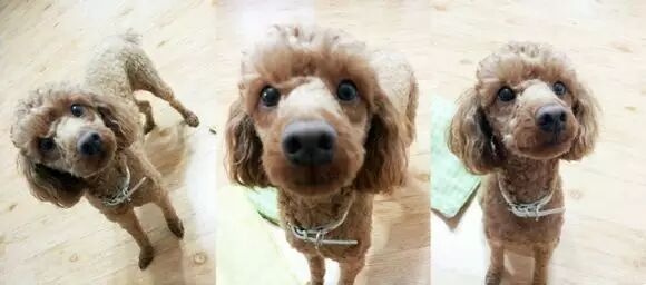 金钟仁×萌古、赞儿、赞古