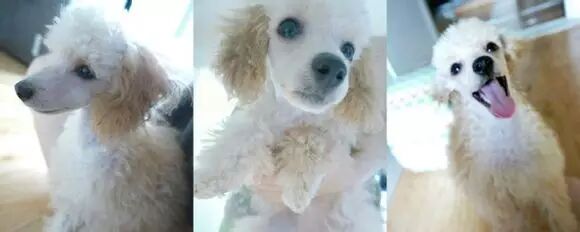 金钟仁×萌古、赞儿、赞古