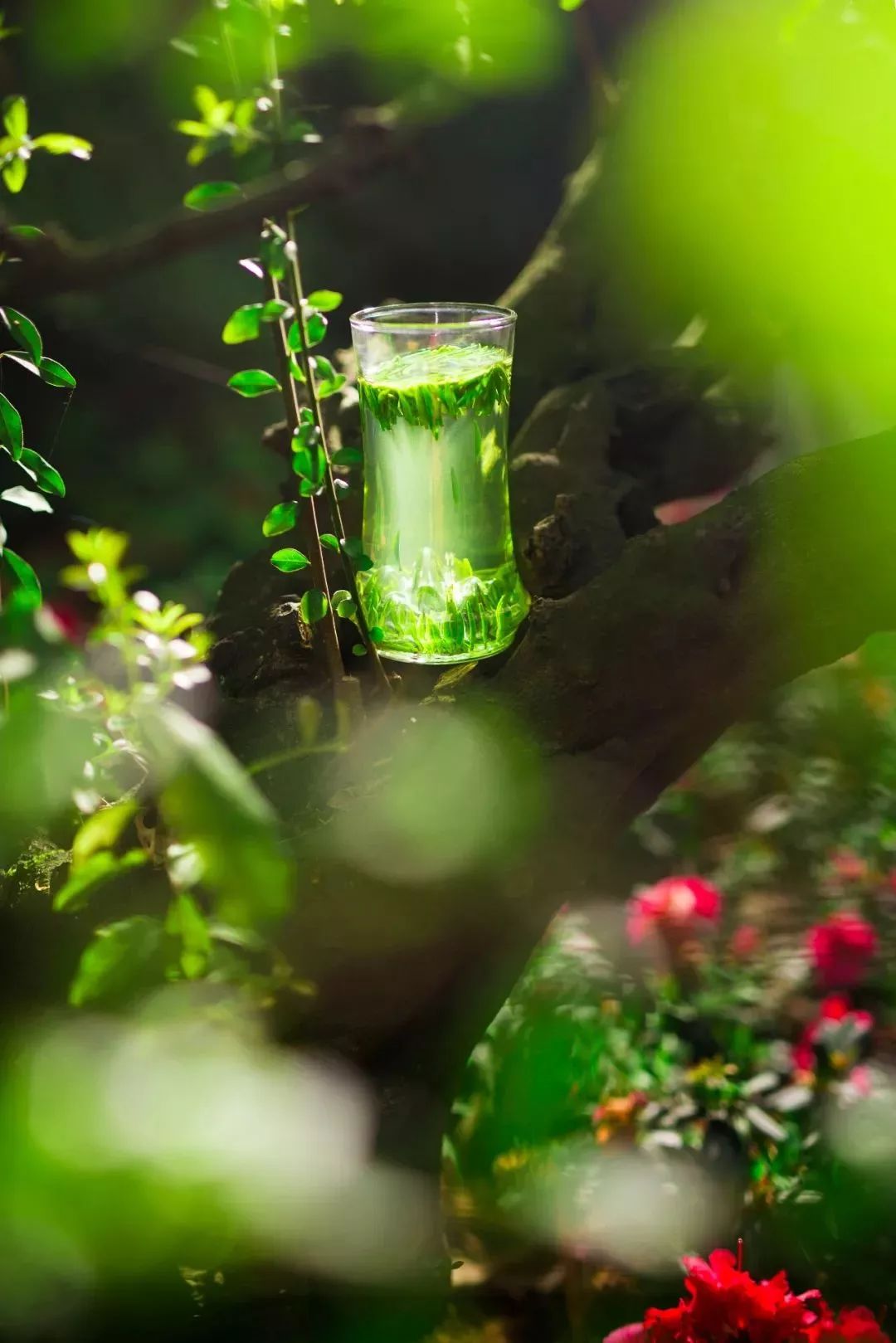 来自峨眉高山的这杯春茶, 茶芽遇水直立,上下沉浮,在杯中上演翩翩茶舞