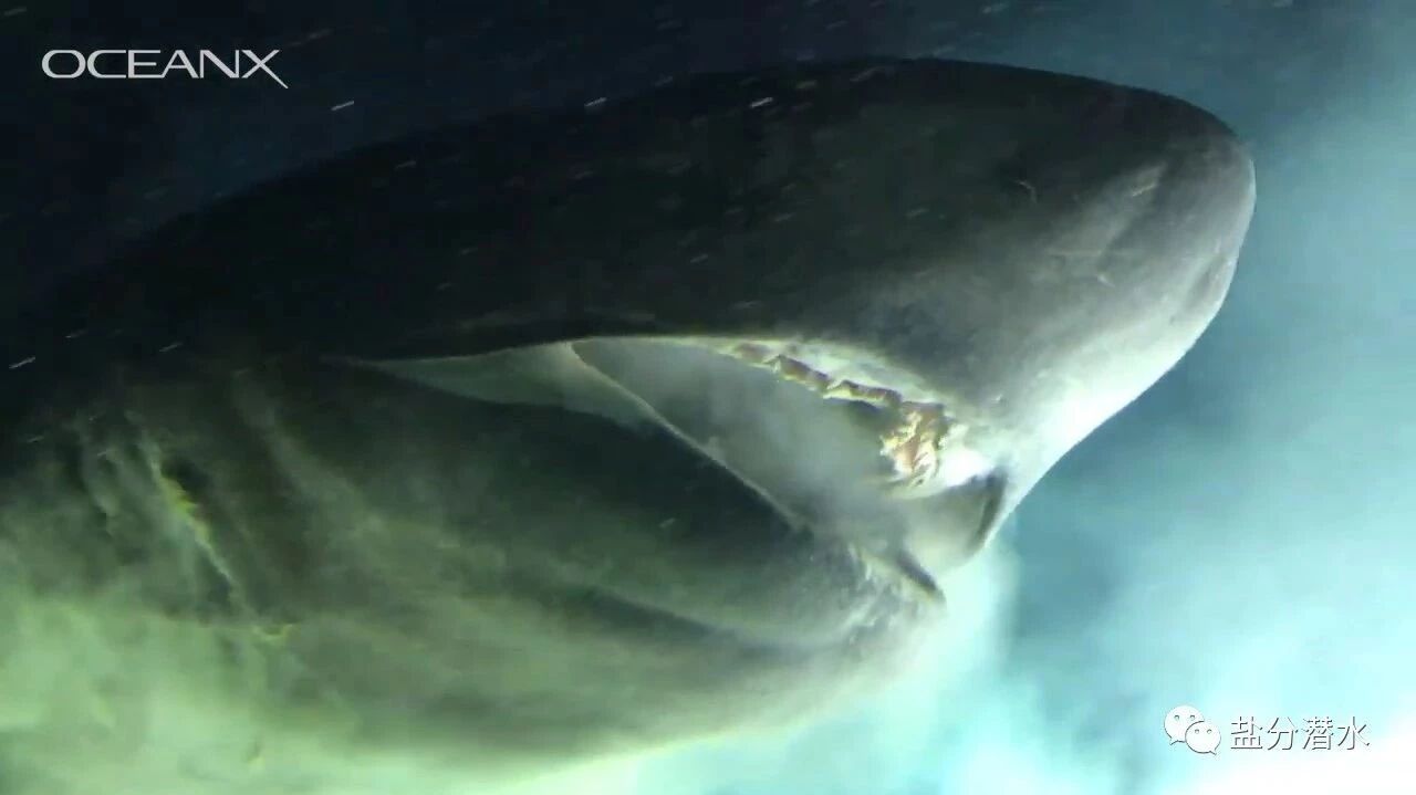 <br  />⭐科学家千米深海遇远古巨鲨，这种鲨鱼存在时间比恐龙还要久远！-1