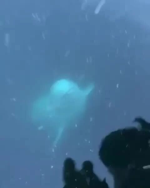 捡起归还的事迹⭐捡Gopro、捡落水手机、调戏海鸥，白鲸怎么那么可爱啊！-2