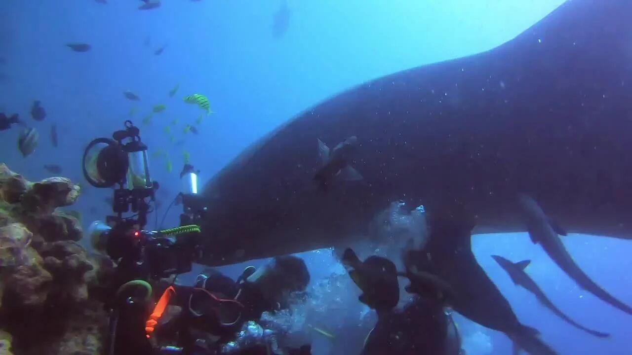 视角2：⭐潜水员在斐济被虎鲨咬住头部，场面极其惊险！-2