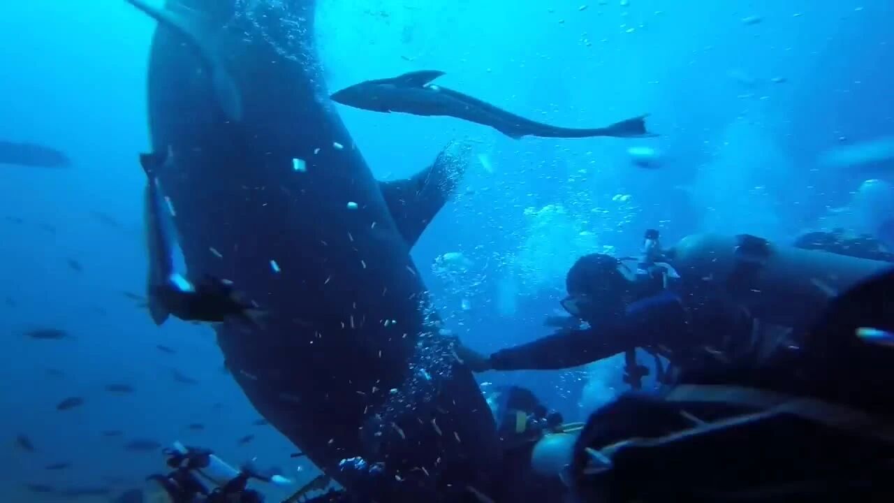 视角3：⭐潜水员在斐济被虎鲨咬住头部，场面极其惊险！-3