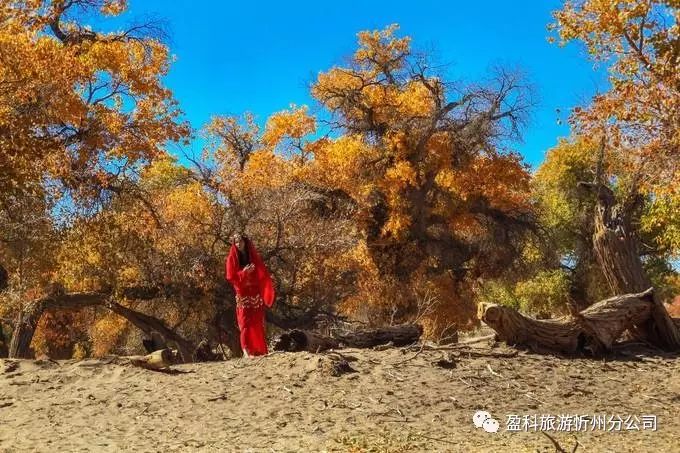 【盈科旅游】响沙湾,巴彦淖尔敖伦布拉格大峡谷,额济纳胡杨林,嘉峪关