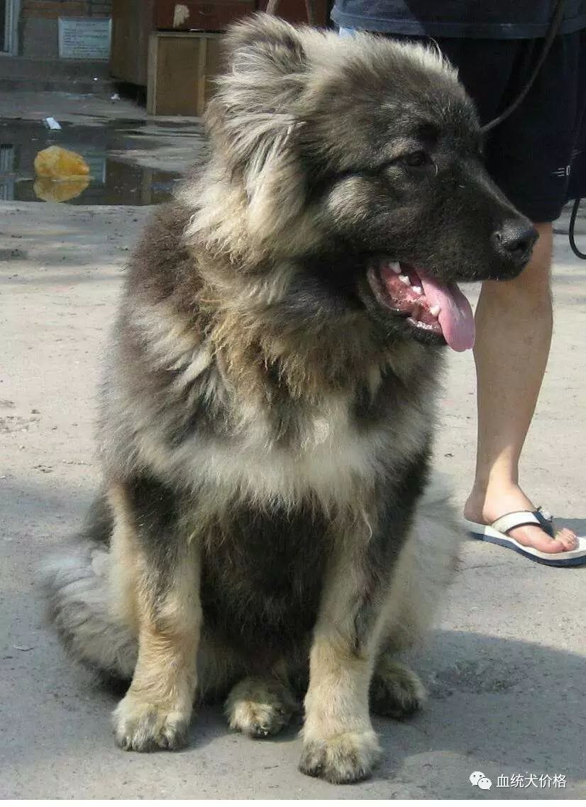 高加索犬是一种强壮有力的运动型犬,它有着强壮的肌肉,发育良好且