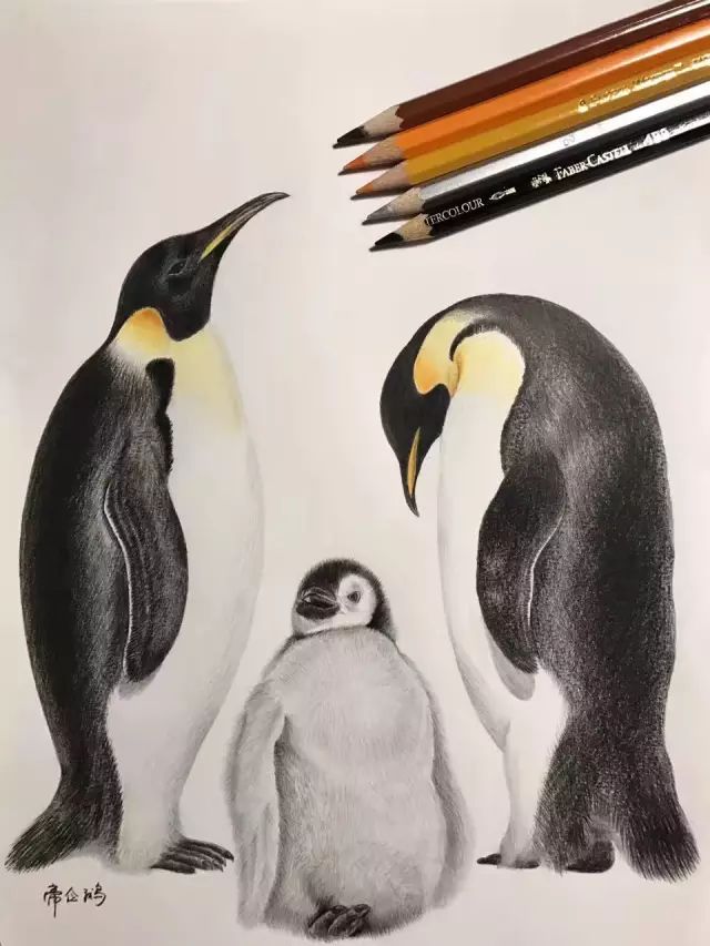 鹅友李悦发布了一系列企鹅彩铅手绘画作, 获赞无数.