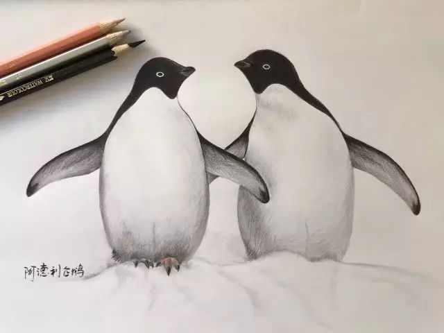 「企鹅抱枕」的由来 鹅友李悦发布了一系列企鹅彩铅手绘画作, 获赞无