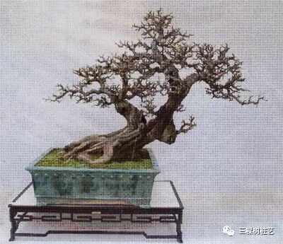 树木盆景中线性艺术及美感（下)