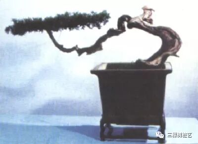 树木盆景中线性艺术及美感（下)