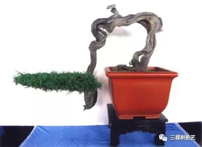 树木盆景中线性艺术及美感（下)