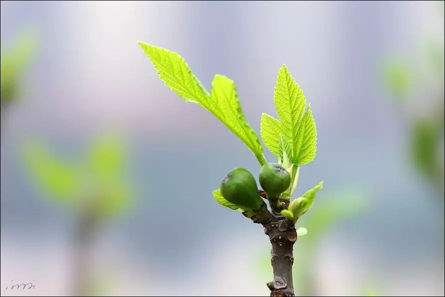 话说,植物怎么知道春天来了?"春吃芽,夏吃瓜"真的有科学依据么?