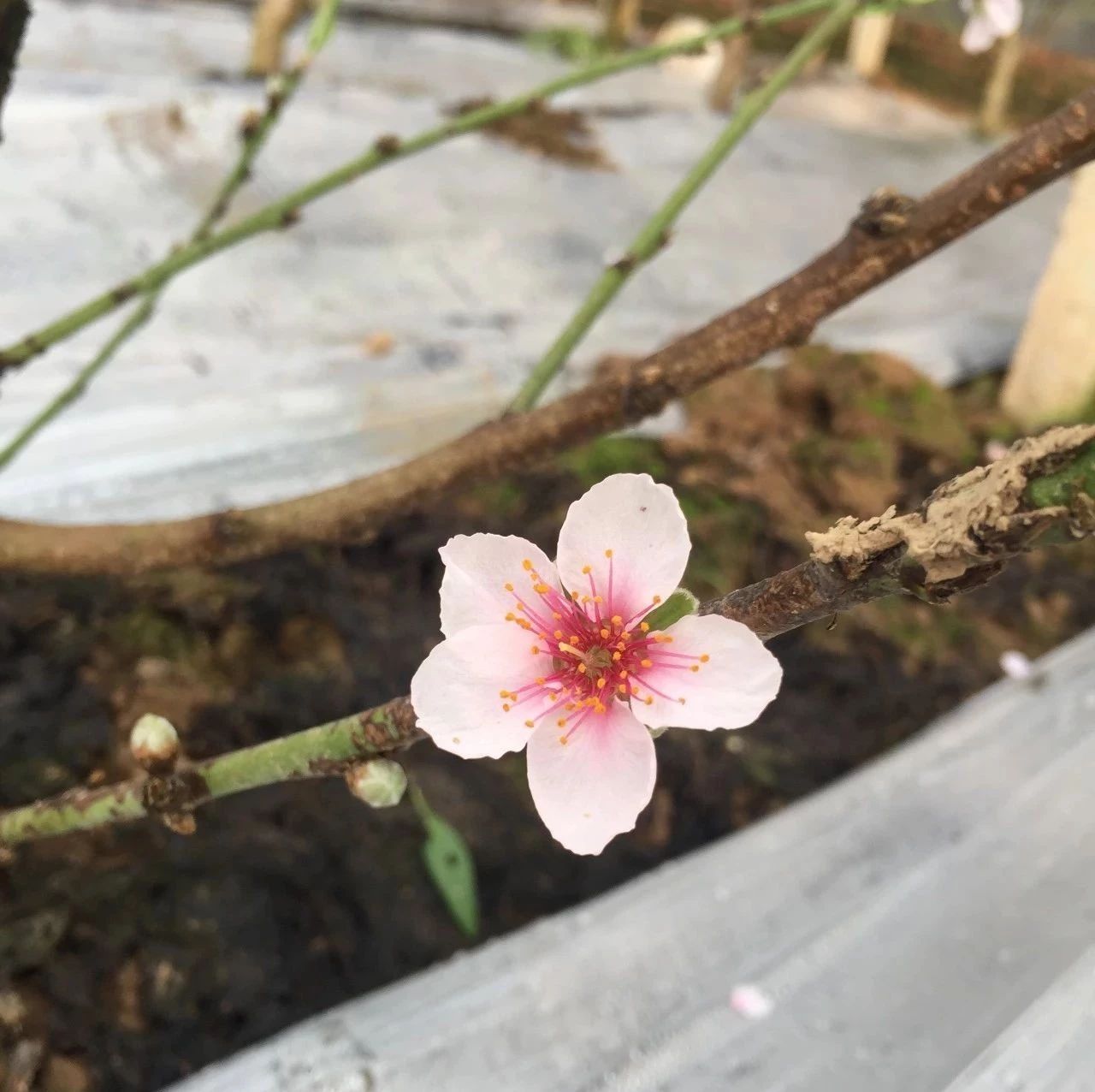 周寨镇周楼村:大棚桃花开 美景兆丰年