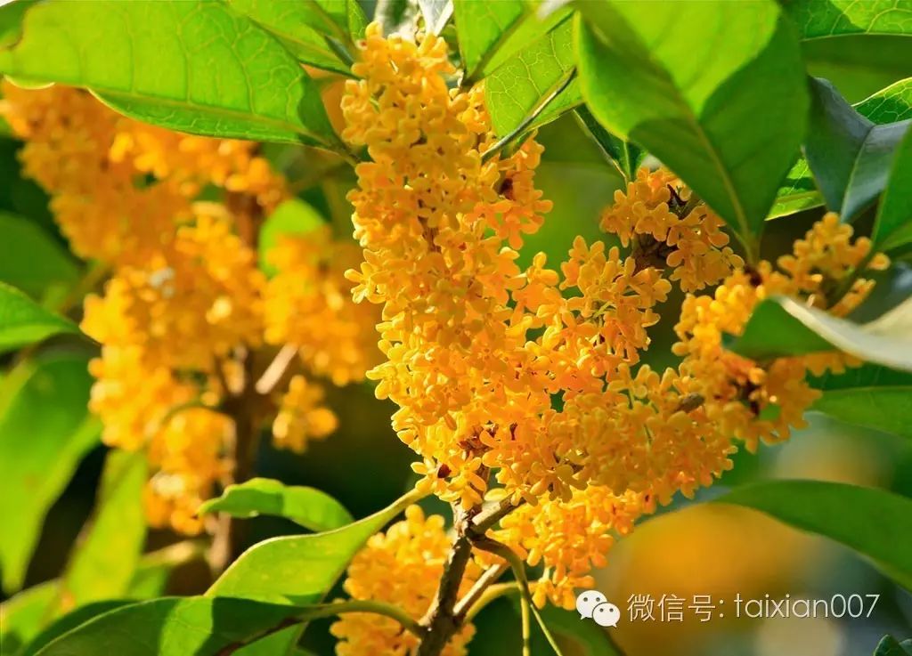 九月桂花香,惹谁相思肠