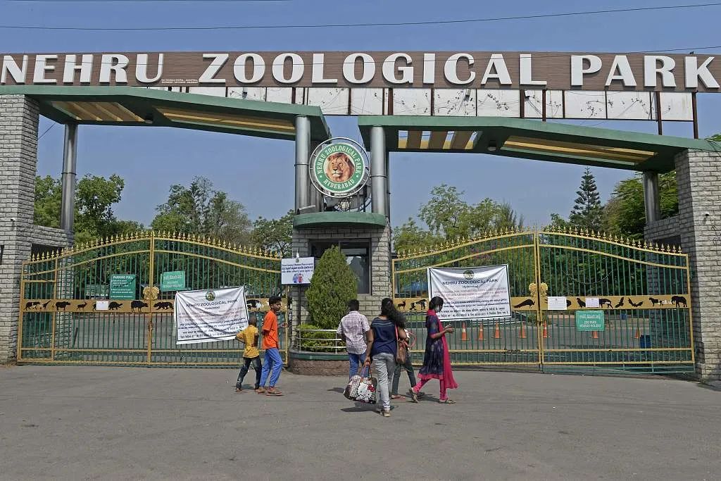 印度动物园八头狮子确诊感染新冠
