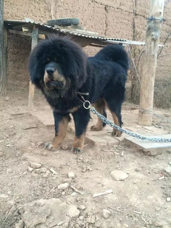 藏獒,最帅不过虎头獒!