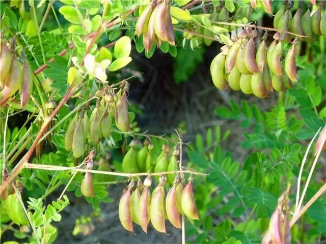 膜荚黄芪astraganus membranaceus,根有补气升阳,固表止汗,托疮生机