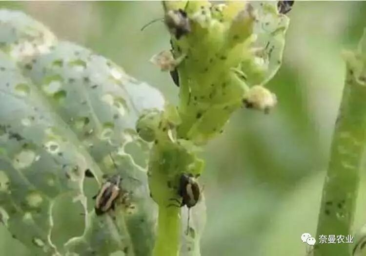 留园网 菜园子的土里有多少害虫怎样防止和消灭它们 6park Com