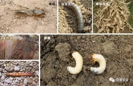 留园网 菜园子的土里有多少害虫怎样防止和消灭它们 6park Com