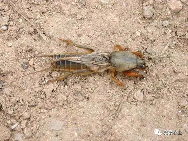 留园网 菜园子的土里有多少害虫怎样防止和消灭它们 6park Com