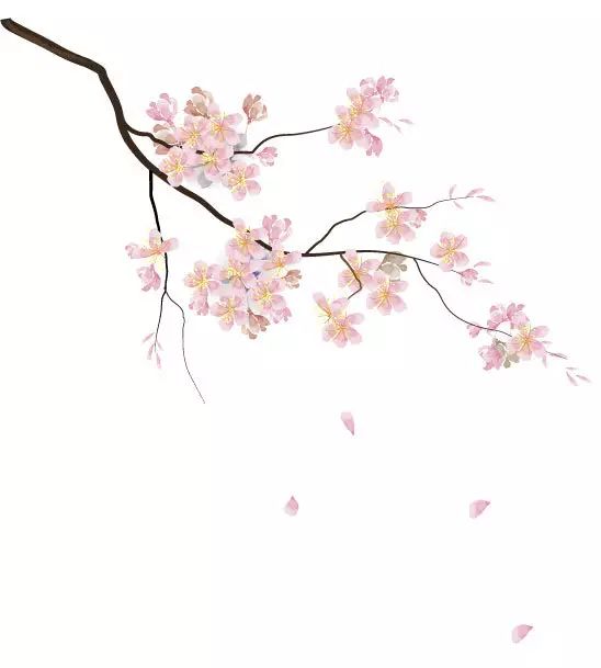 【每日一花】荼蘼是春季最後盛放的花…… 戲劇 第2張